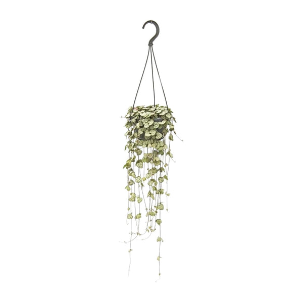 Chinees lantaarnplantje - Ceropegia Woodii Hang - Ø14cm - ↕50cm