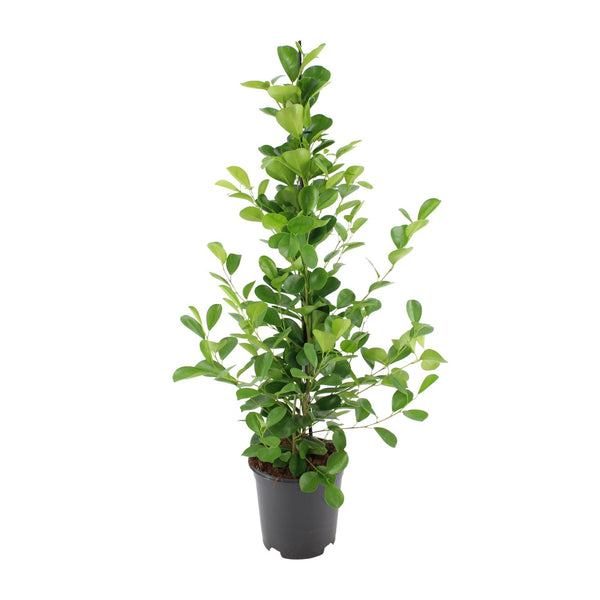 Ficus Ginseng - Ficus microcarpa Moclame - Ø21cm - ↕95cm