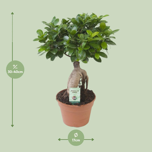 Vijgenboom - Ficus Ginseng - Ø17cm - ↕40cm