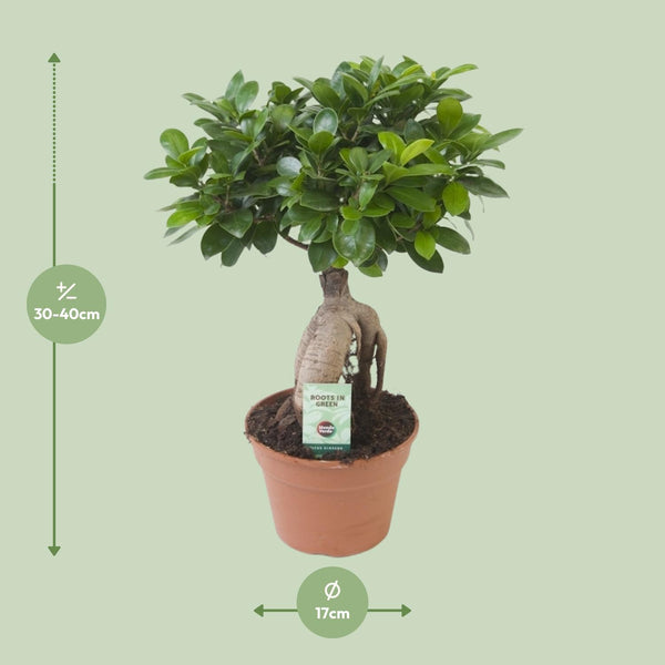 Vijgenboom - Ficus Ginseng - Ø17cm - ↕40cm