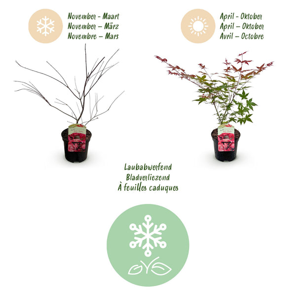 Japanse Esdoorn - Acer palmatum Beni Maiko - Rood - Ø19cm - ↕70cm