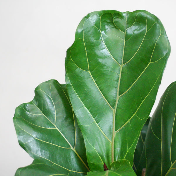 Vioolbladplant - Ficus lyrata - incl. Pot - Wit - Ø21cm - ↕80cm