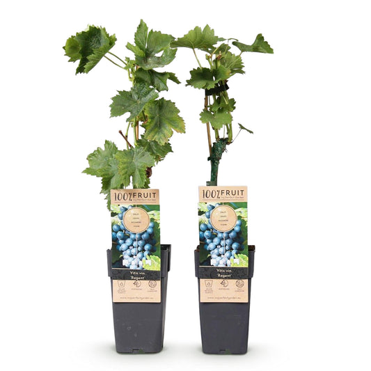 Druif - Vitis vinifera Regent - Ø15cm - ↕50cm