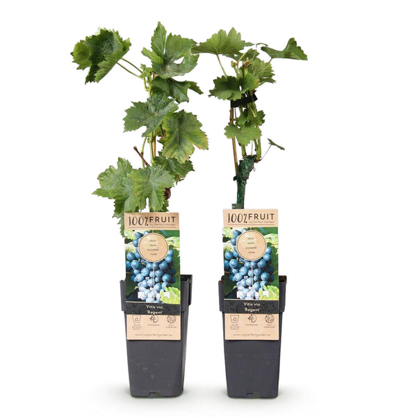 Druif - Vitis vinifera Regent - Ø15cm - ↕50cm
