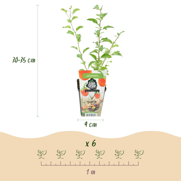 Gojibessen - Lycium barbarum - Ø9cm