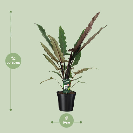 Olifantsoor - Alocasia Lauterbachiana - Ø19cm - ↕80cm