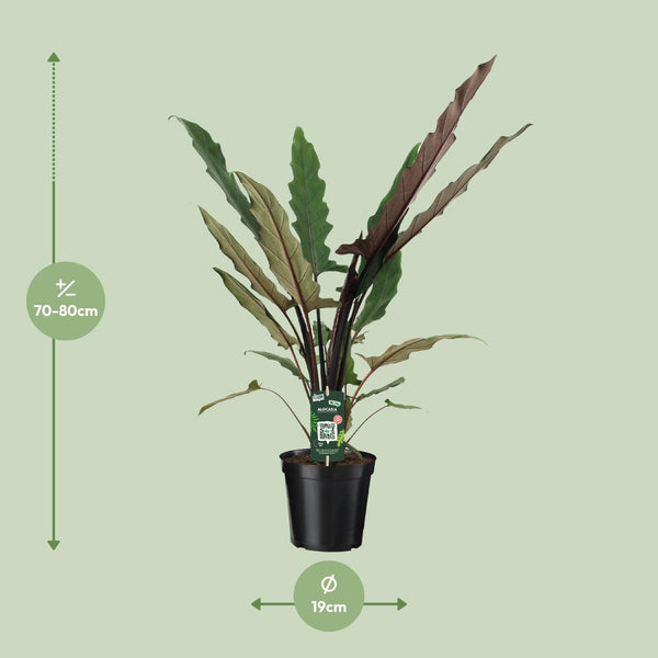 Olifantsoor - Alocasia Lauterbachiana - Ø19cm - ↕80cm