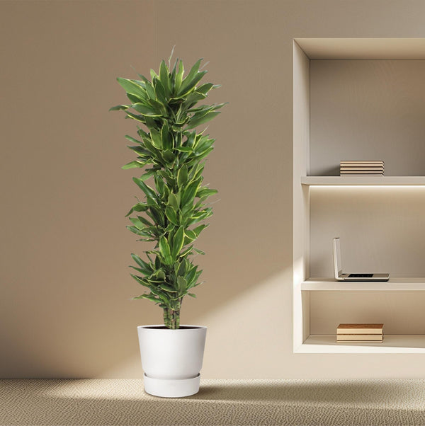 Drakenbloedboom - Dracaena Golden Coast - Ø34cm - ↕200cm