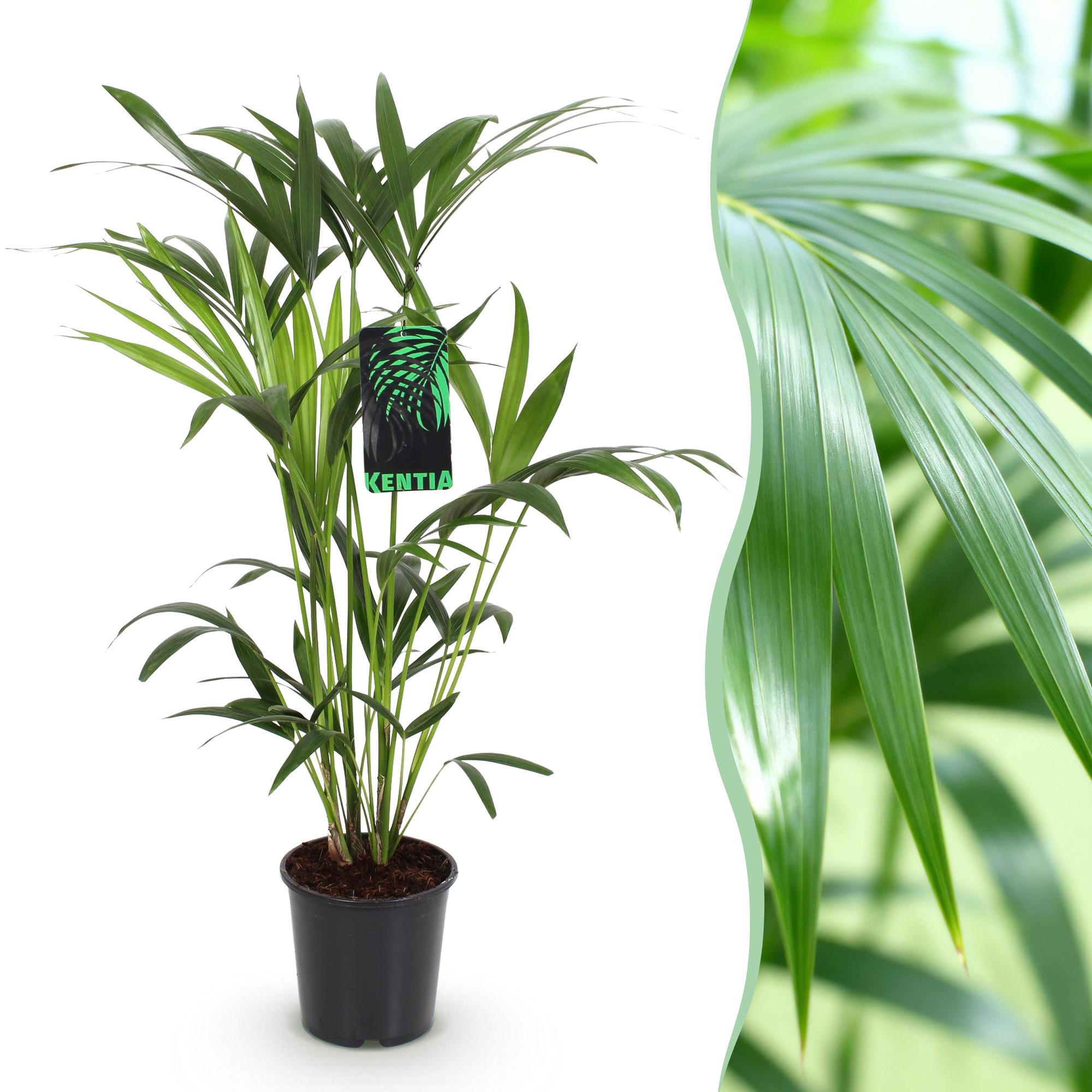 Kentiapalm - Howea forsteriana - Ø19cm - ↕80-85cm