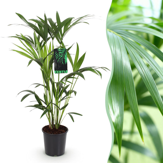 Kentiapalm - Howea forsteriana - Ø19cm - ↕80-85cm