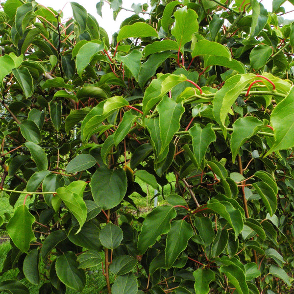 Kiwibesplant - Actinidia arguta Weiki "mannelijk" - rood - Ø15cm - ↕50cm