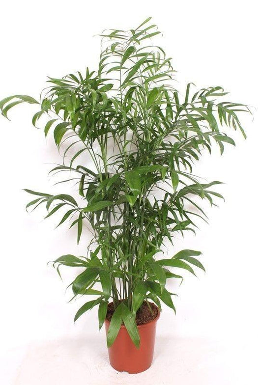 Bamboepalm - Chamaedorea seifrizii - ↕180cm