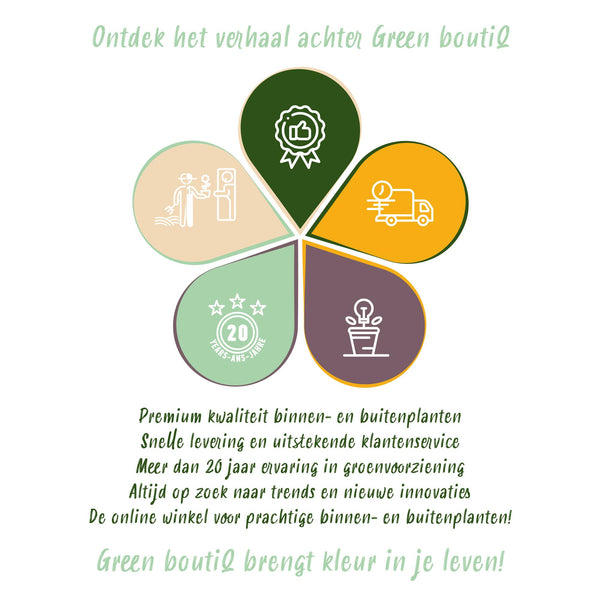 Kentiapalm - Howea forsteriana - Ø19cm - ↕80-85cm