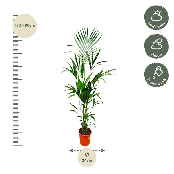 Kentiapalm - Kentia palm - Ø21cm - ↕180cm