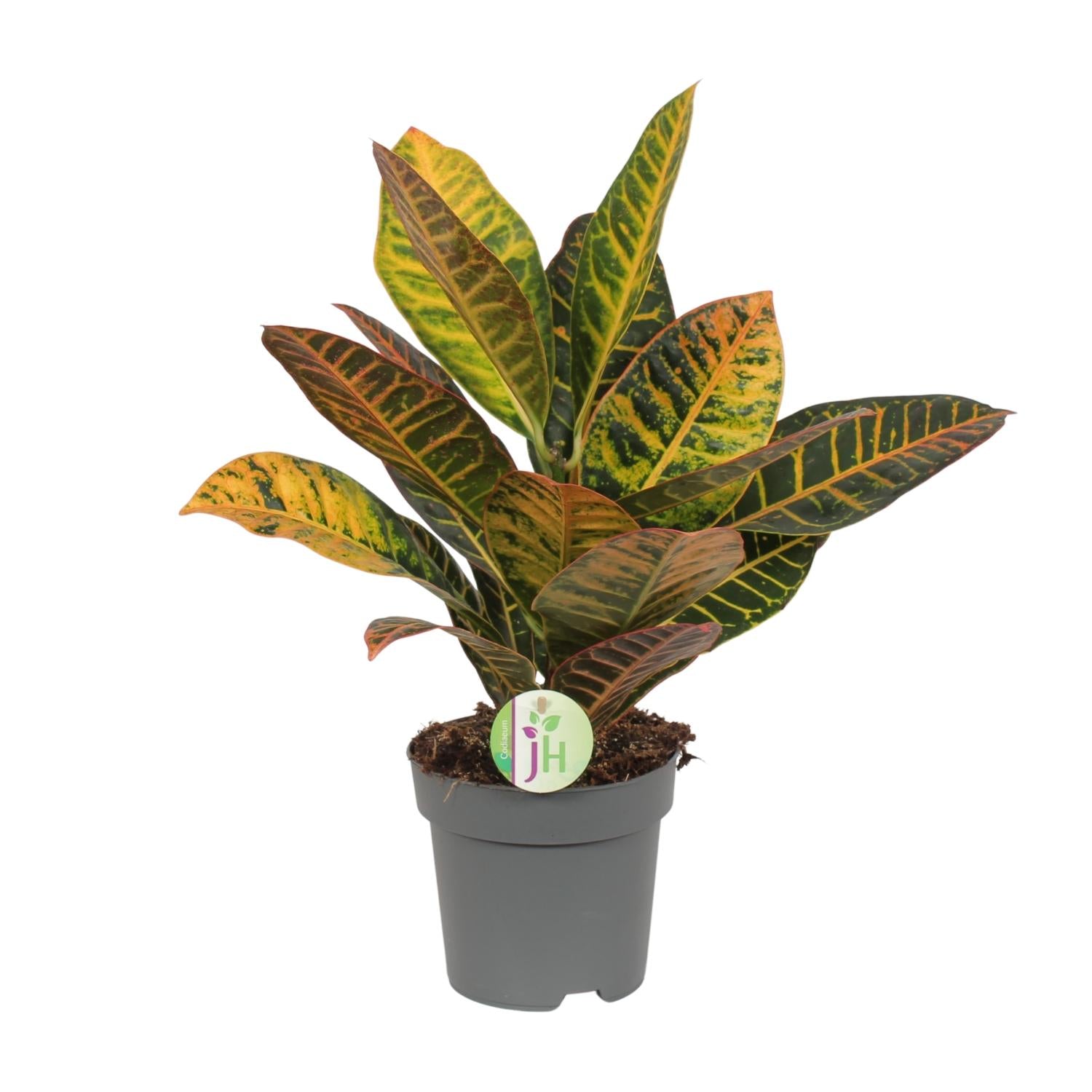 Croton - Codiaeum Petra - Ø17cm - ↕45cm