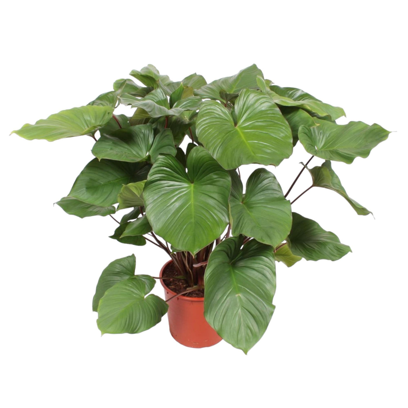 Homalomena - Homalomena rubescens 'Maggy' - Ø24cm - ↕100cm
