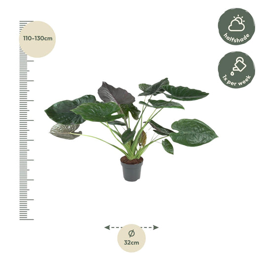 Olifantsoor - Alocasia Wentii - Ø32cm - ↕120cm