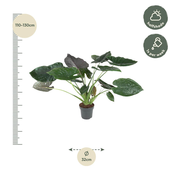 Olifantsoor - Alocasia Wentii - Ø32cm - ↕120cm