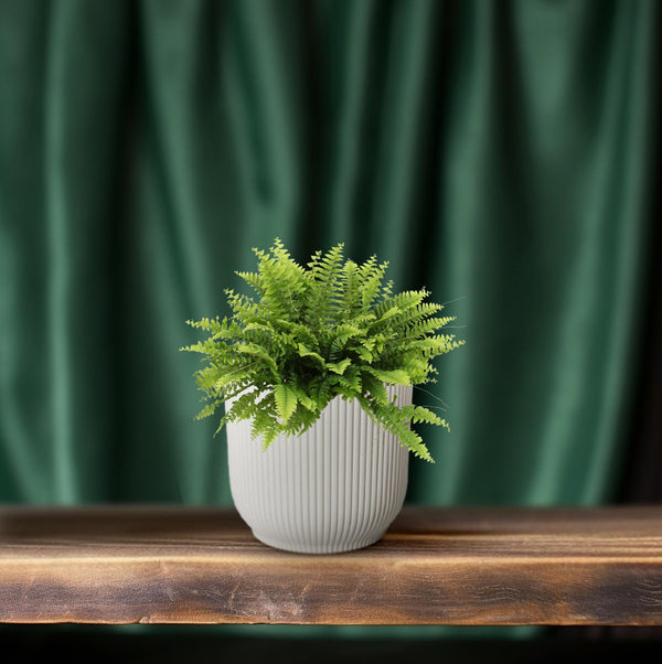 Hangende Varen - Nephrolepis Boston Green Moment - Ø12cm - ↕20cm