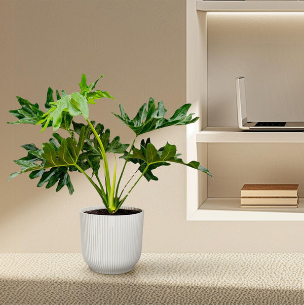 Philodendron Selloum - Ø22cm - ↕60cm