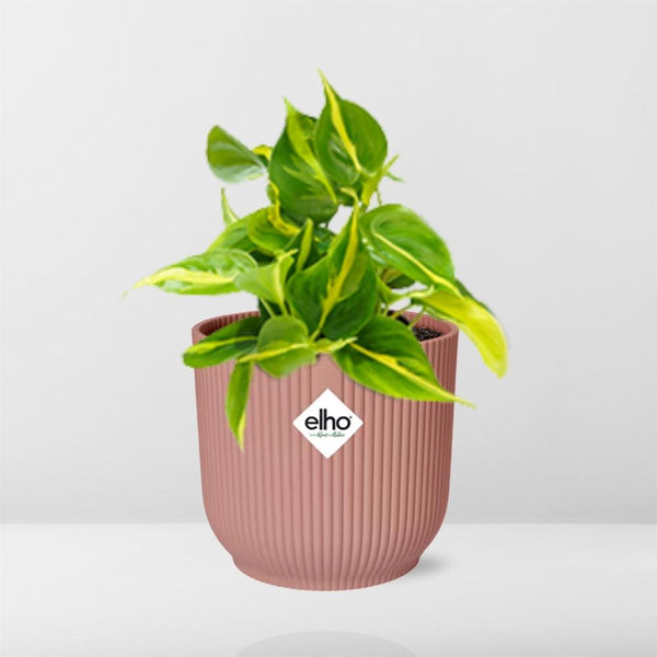 Philodendron Scandens ‘Brasil’ - incl. Elho Vibes Fold Roze - ↕14cm