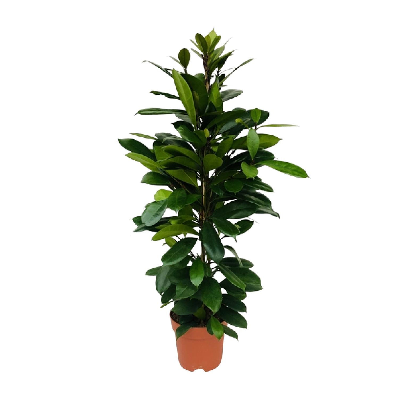 Vijgenboom - Ficus cyathistipula - Ø21cm - ↕105cm