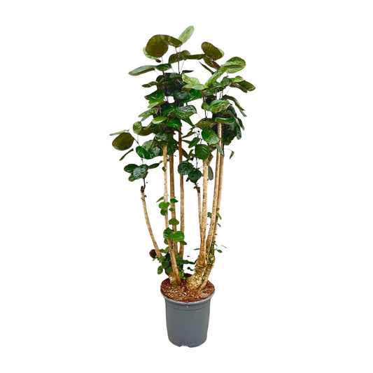 Polyscias Fabian XXL - Ø30cm - ↕140cm
