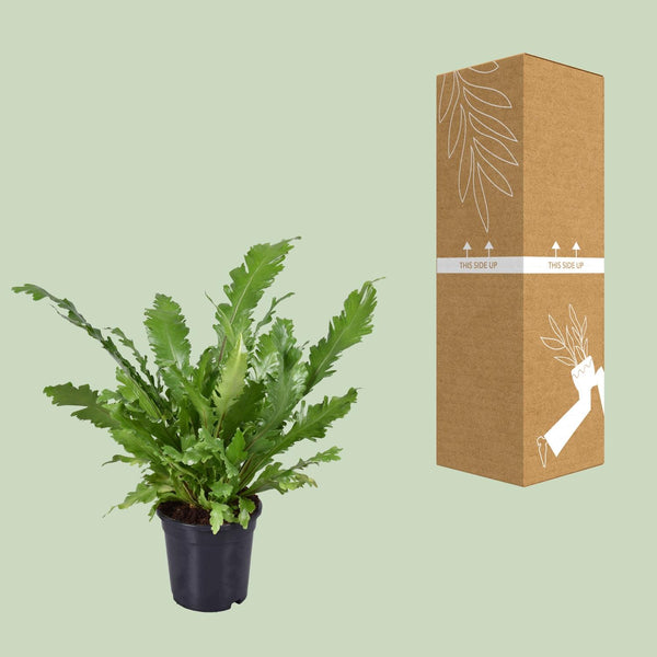 Tongvaren - Asplenium nidus - Ø17cm - ↕45cm