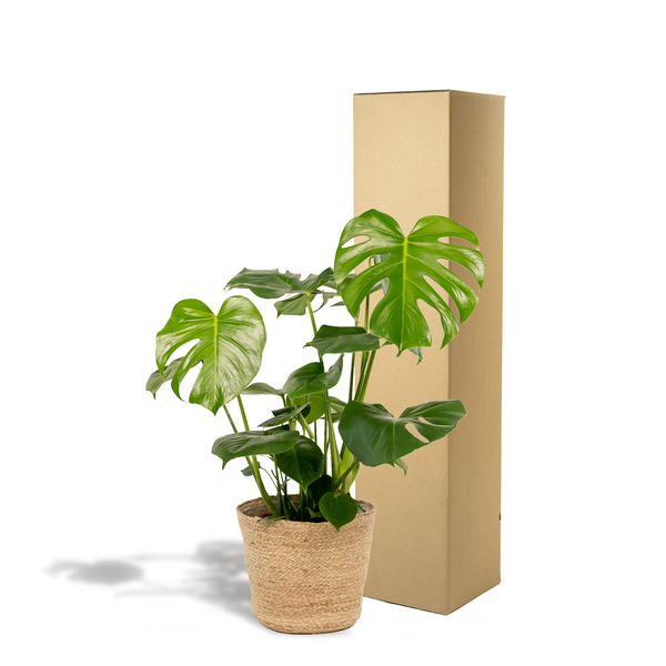 Gatenplant - Monstera deliciosa - incl. Mand Selin - Ø21cm - ↕80cm