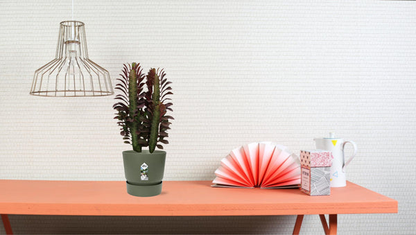 Wolfsmelk - Euphorbia trigona Rubra - Ø12cm - ↕40cm