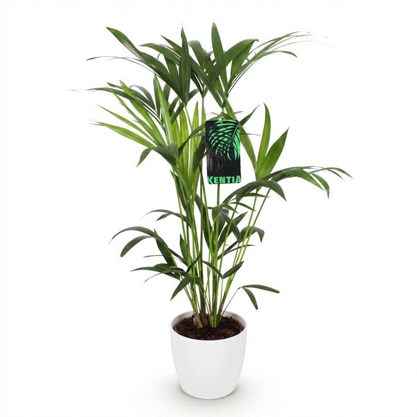 Kentiapalm - Howea forsteriana - Ø19cm - ↕80-85cm
