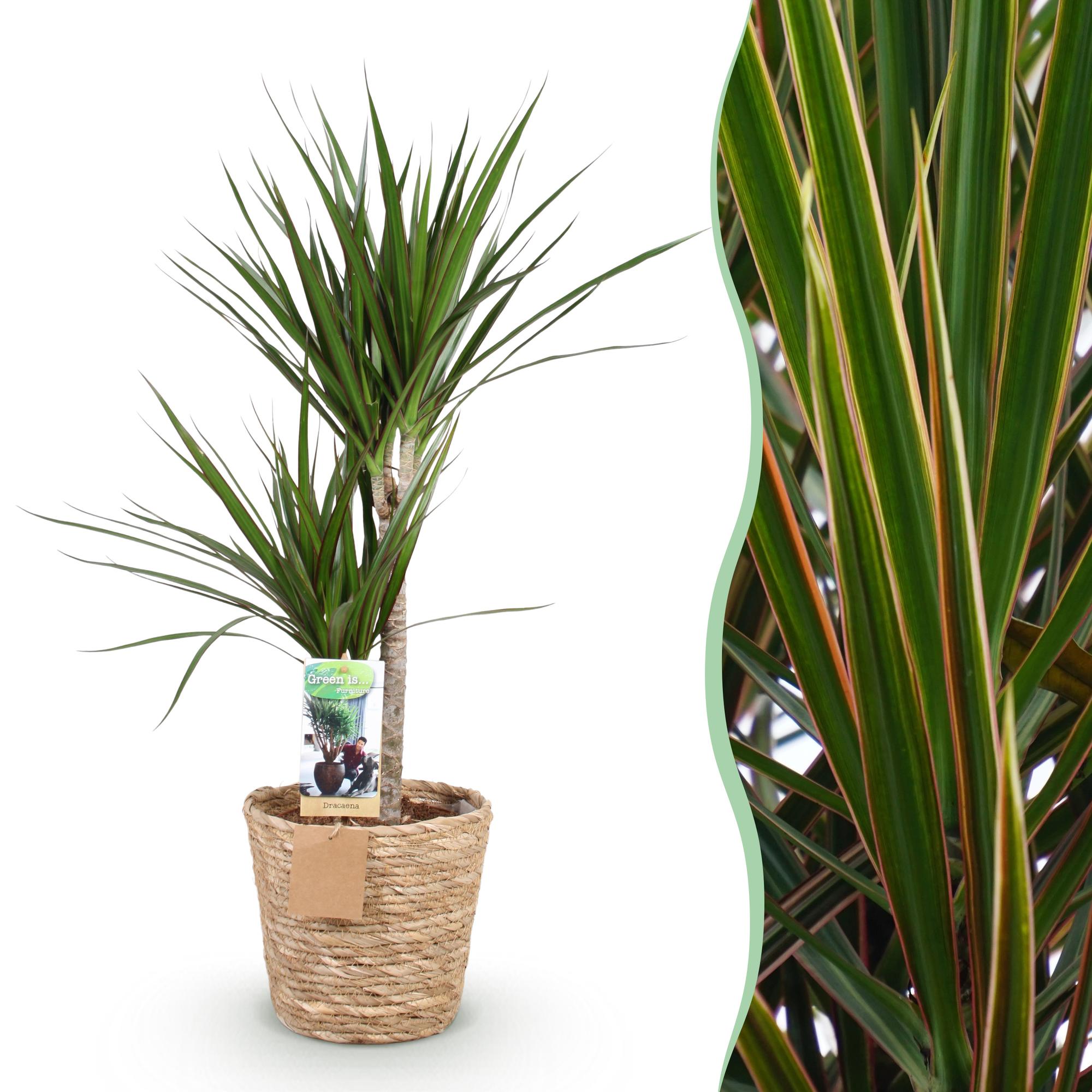Drakenbloedboom - Dracaena marginata - Ø21cm - ↕90-100cm