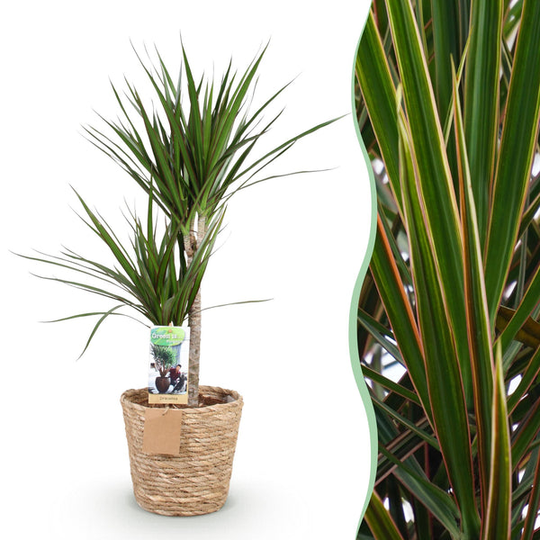 Drakenbloedboom - Dracaena marginata - Ø21cm - ↕90-100cm
