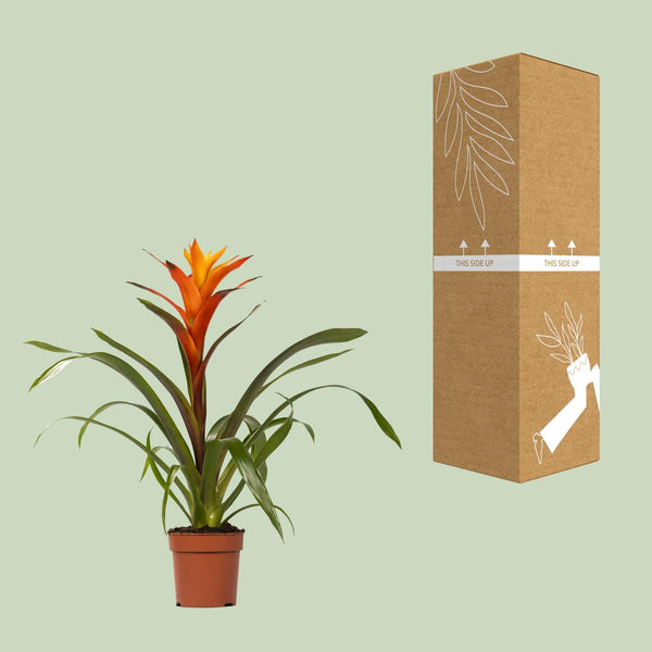 Guzmania Variada - Ø12cm↕50cm
