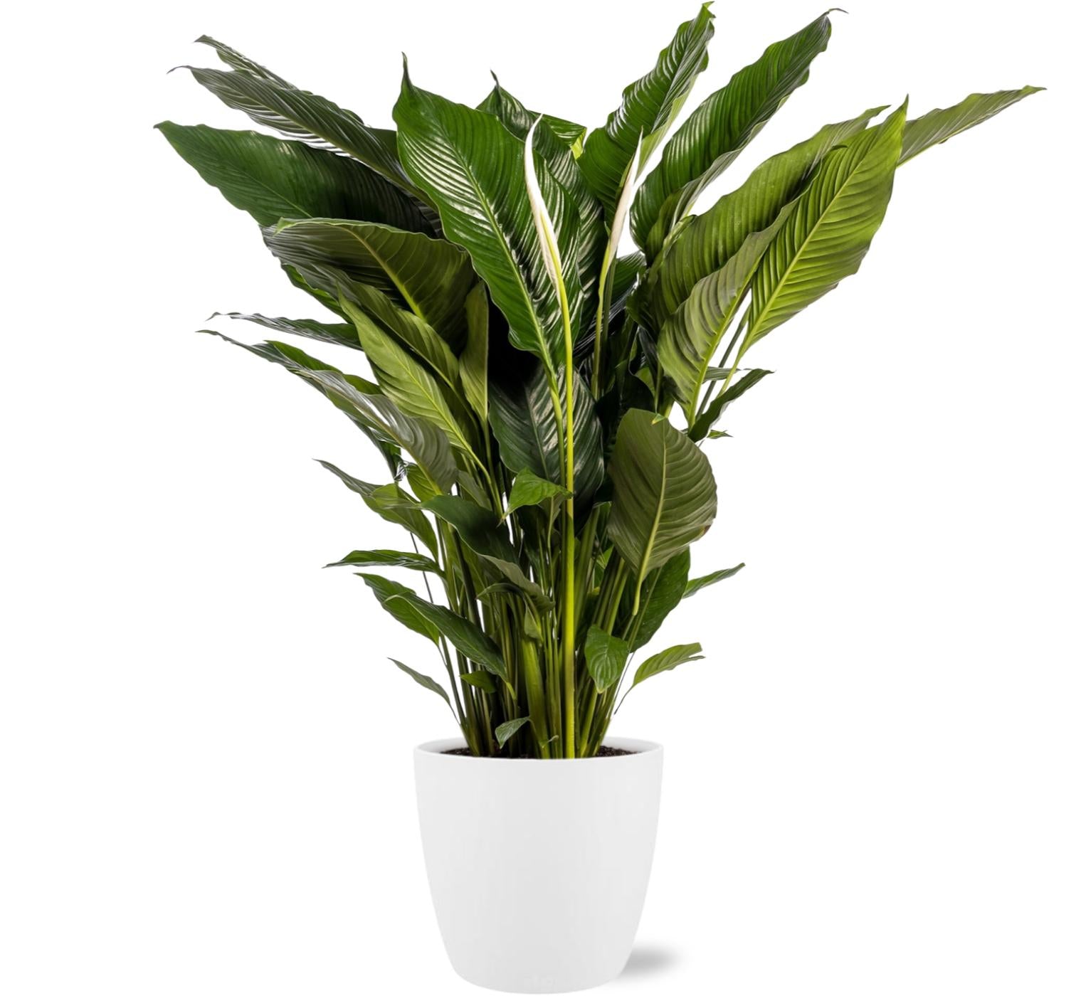 Lepelbloem - Spathiphyllum Sweet Sebastiano - Ø24cm - ↕110cm