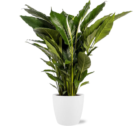 Lepelbloem - Spathiphyllum Sweet Sebastiano - Ø24cm - ↕110cm