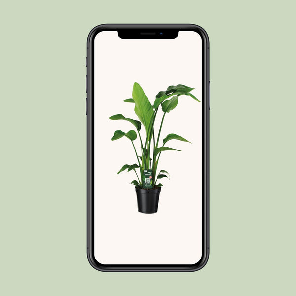 Witte paradijsvogelplant - Strelitzia nicolai - Ø19cm - ↕90cm