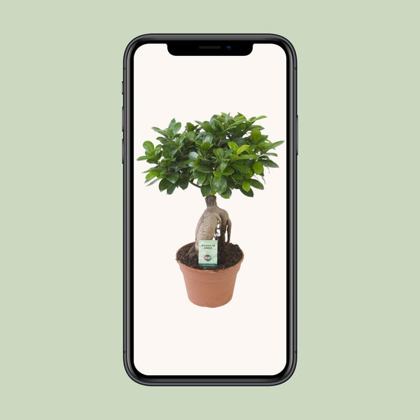 Vijgenboom - Ficus Ginseng - Ø17cm - ↕40cm