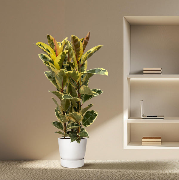 Rubberboom - Ficus elastica Tineke struik - Ø28cm - ↕140cm