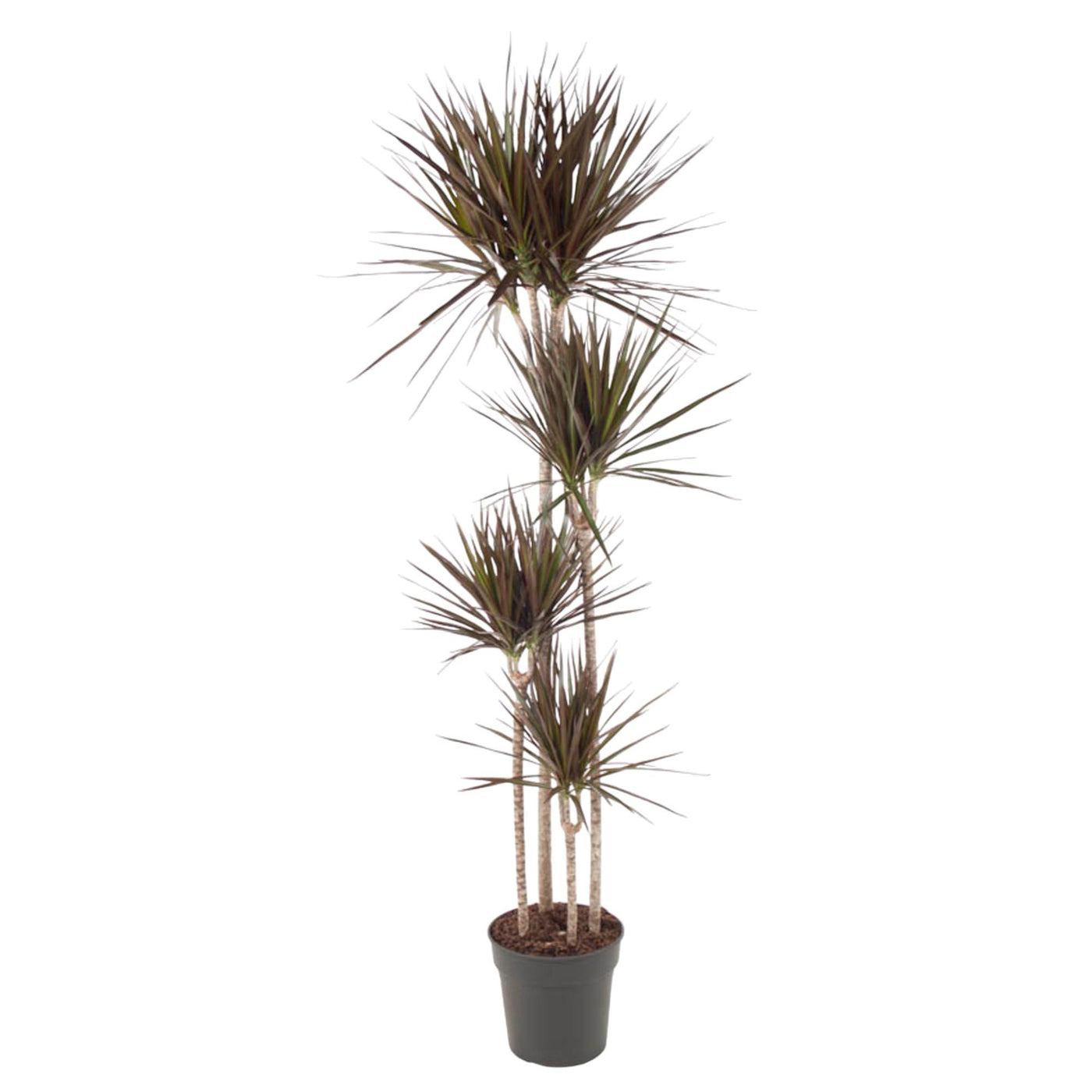 Drakenbloedboom - Dracaena Magenta - ↕180cm