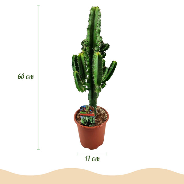 Afrikaanse melkboom - Euphorbia eritrea - Ø17cm - ↕60cm