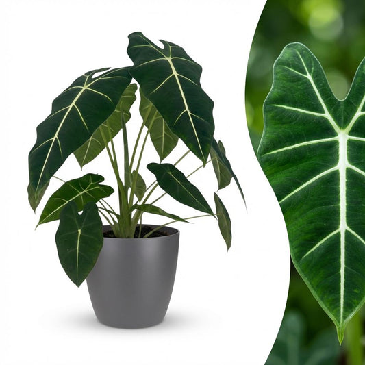 Olifantsoor - Alocasia Frydek - Ø19cm - ↕60cm