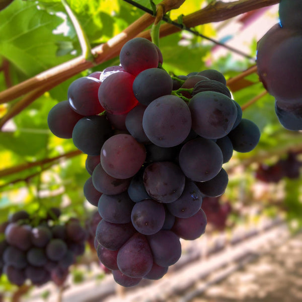 Druif - Vitis vinifera Vanessa - Ø15cm - ↕50cm
