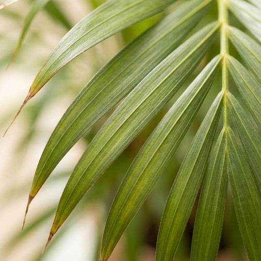 Arecapalm - Areca Palm - incl. Pot - Wit - Ø21cm - ↕100cm