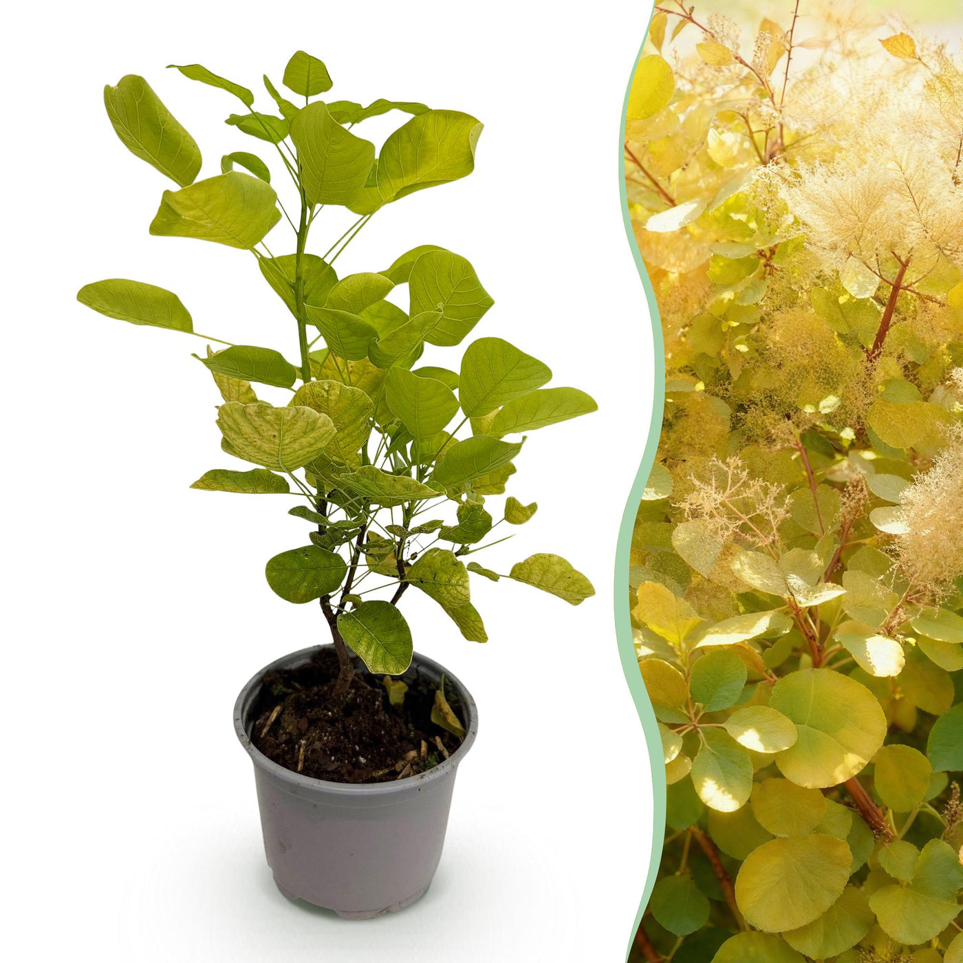 Pruikenboom - Cotinus coggygria Golden Spirit - geel - Ø12cm - ↕35cm