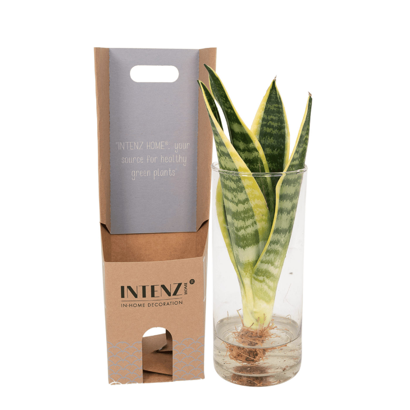 Vrouwentong - Sansevieria - incl. glazen pot Cylinder - Ø12cm - ↕30cm