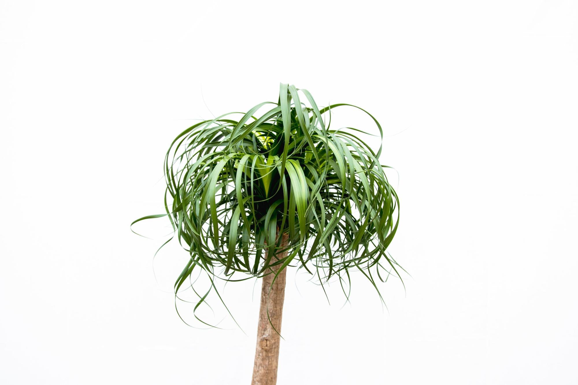Beaucarnea XXL - ↕180cm