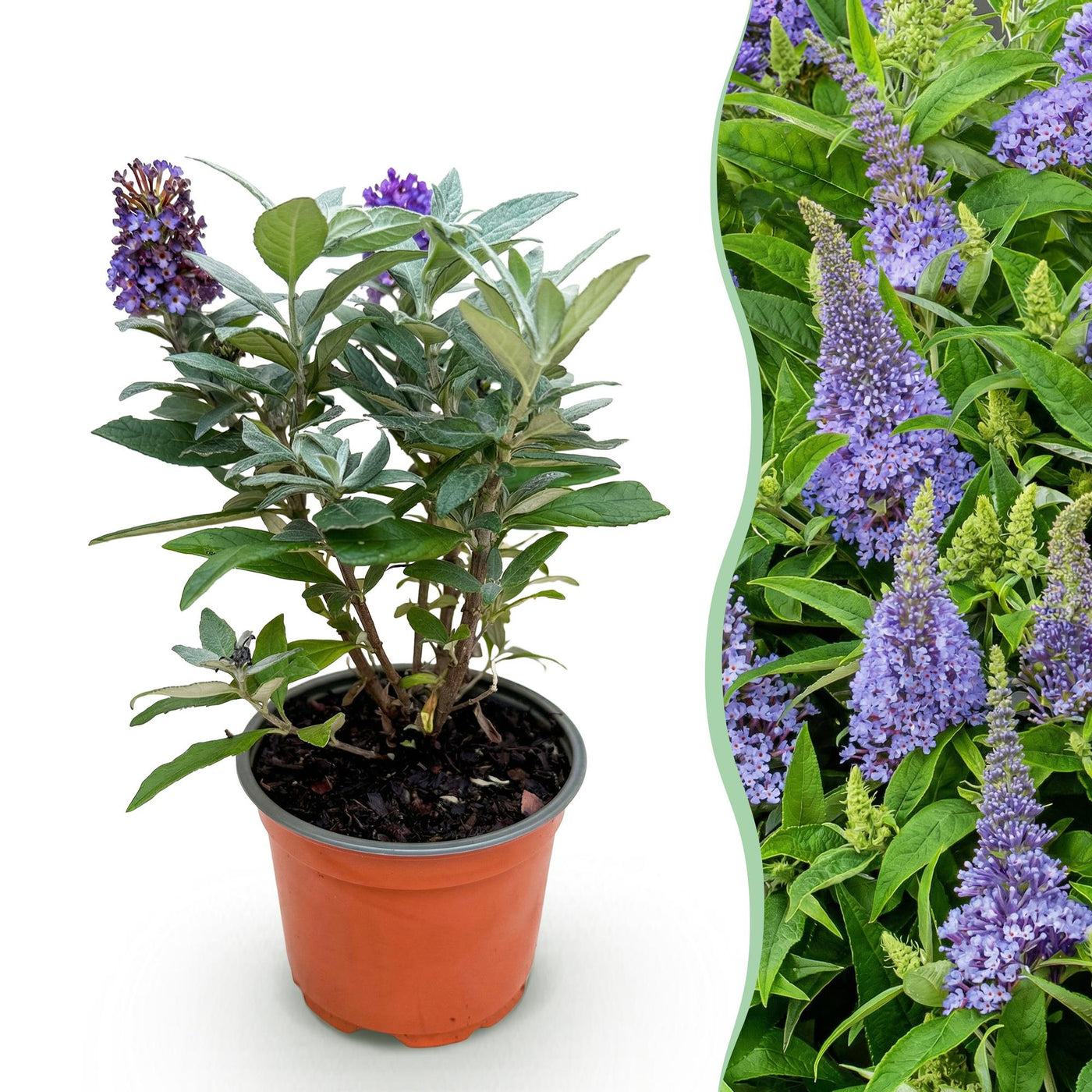 Vlinderstruik - Buddleja davidii 'Butterfly Candy Little Lila' - lila - Ø12cm - ↕20-25cm