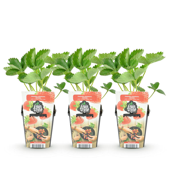 Aardbei - Fragaria Maxim - Ø9cm