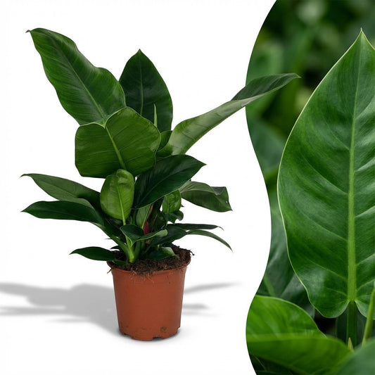 Philodendron Imperial Green - Ø19cm - ↕65cm